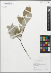 Foto von Salix glauca L.